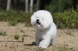 BICHON FRISE 358